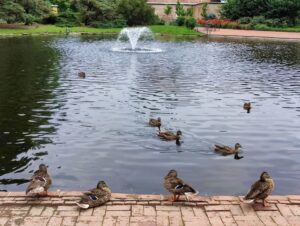 Kingwood Duck Pond